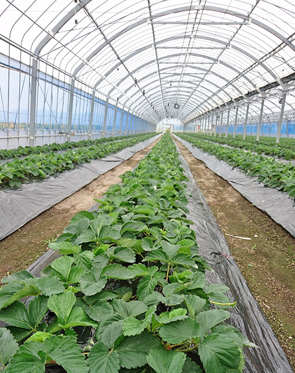 苺定植視察　さがほのか