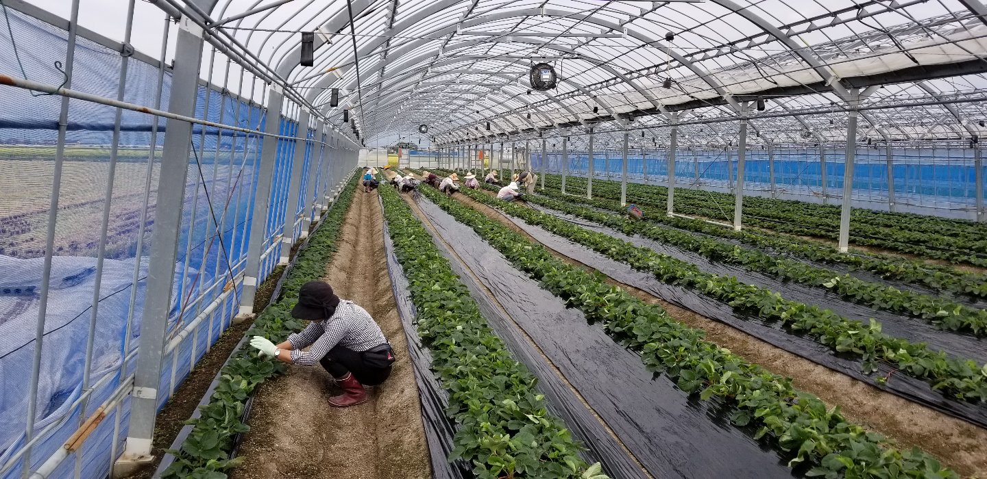 苺定植視察　さがほのか