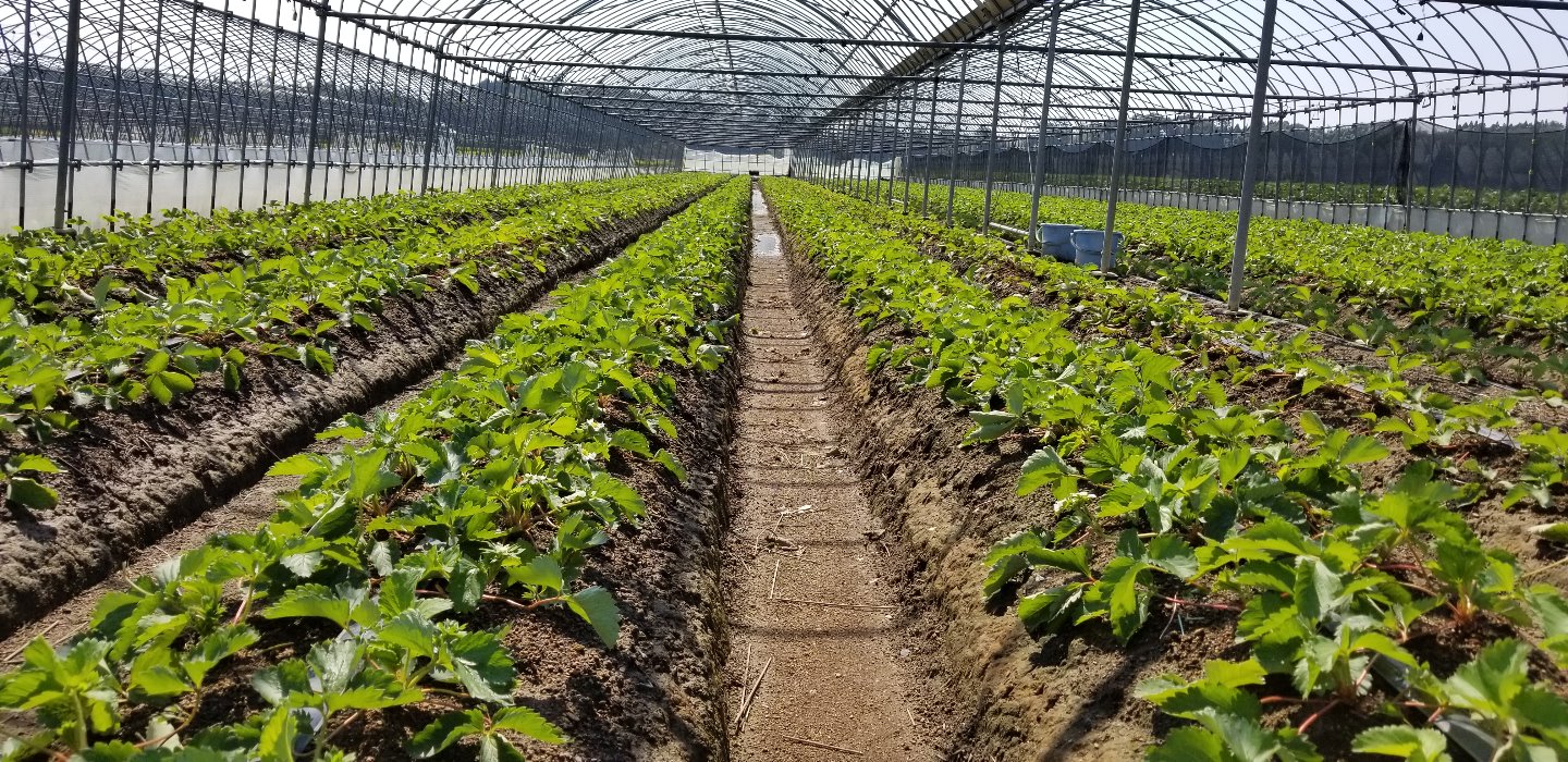 苺定植視察　ゆうべに