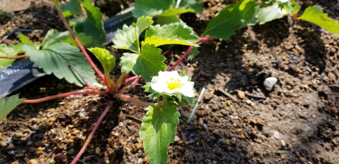 苺定植視察　ゆうべに