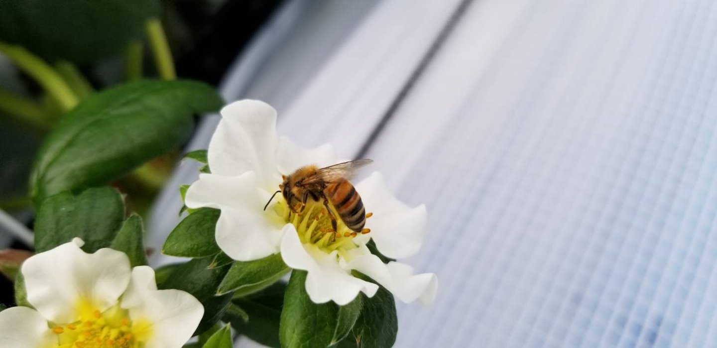 苺開花視察　熊本恋みのり