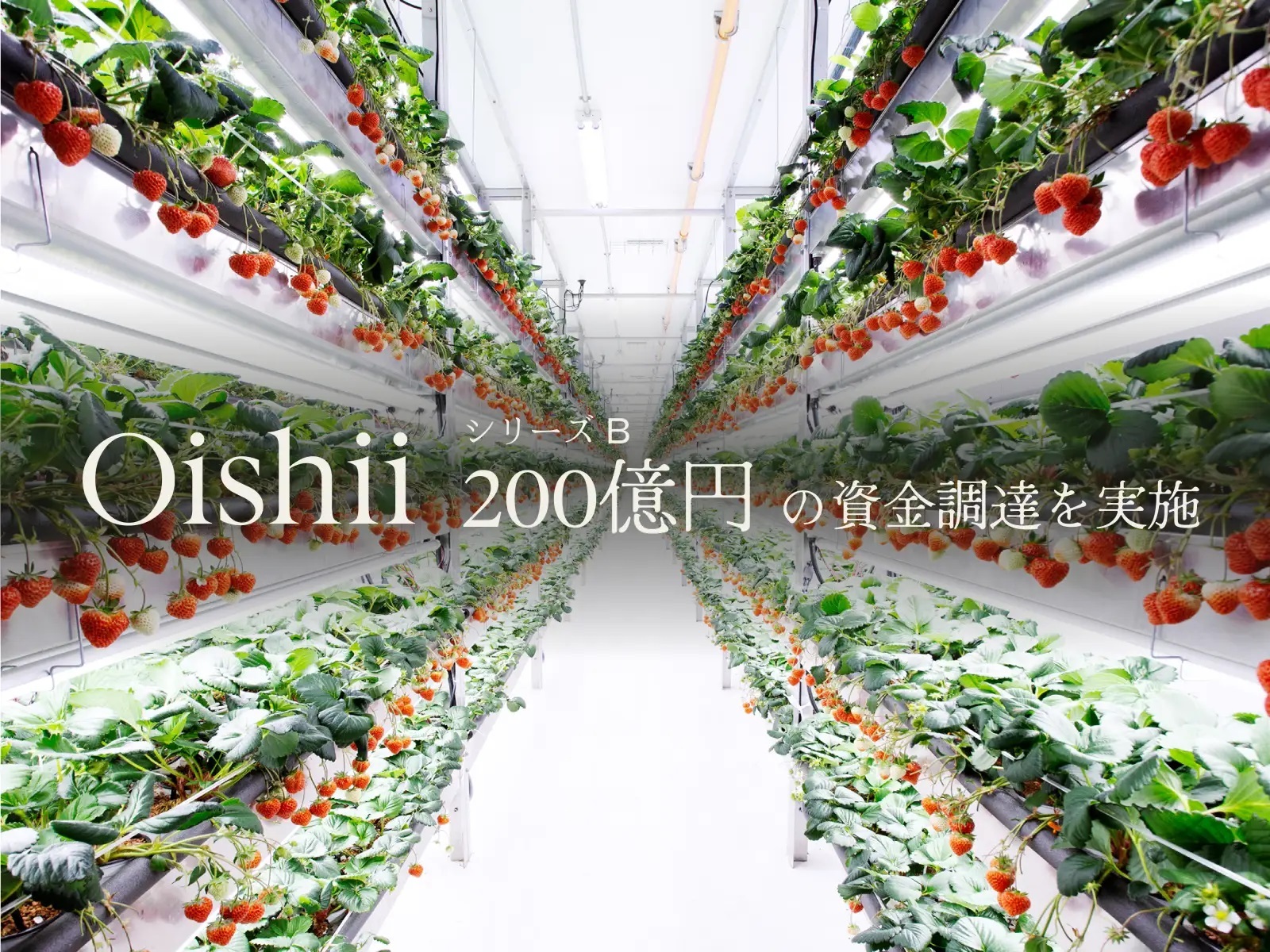 oishi